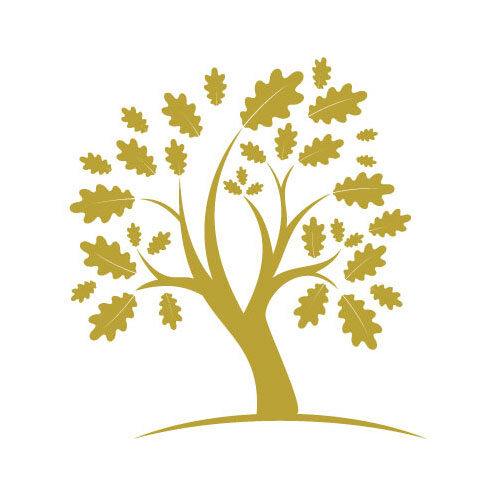500hub-erle-baum-primary